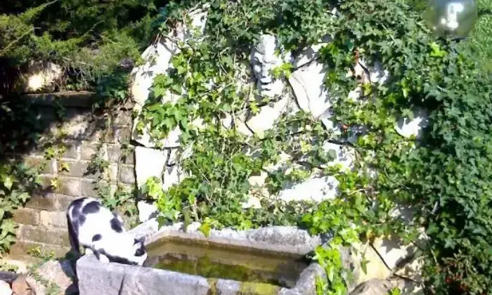 Rexer-Manziana-Elegante-villa-nel-verde-GIARDINO