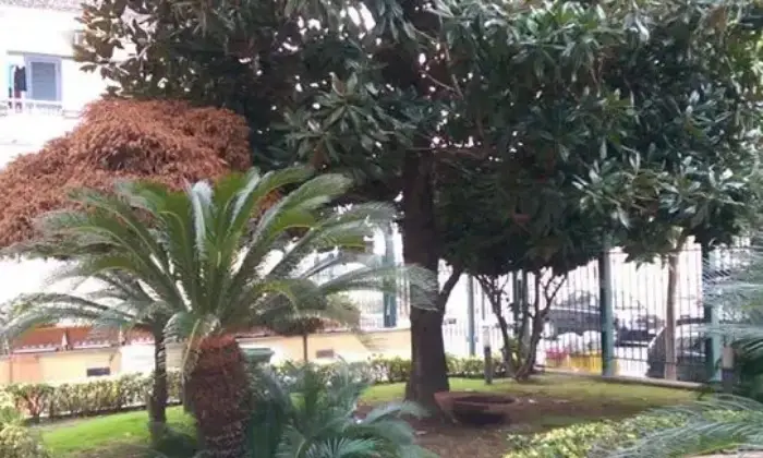 Rexer-SantAntimo-Affitto-ufficionegozio-sito-in-bel-palazzo-curato-con-ampio-giardino-GIARDINO