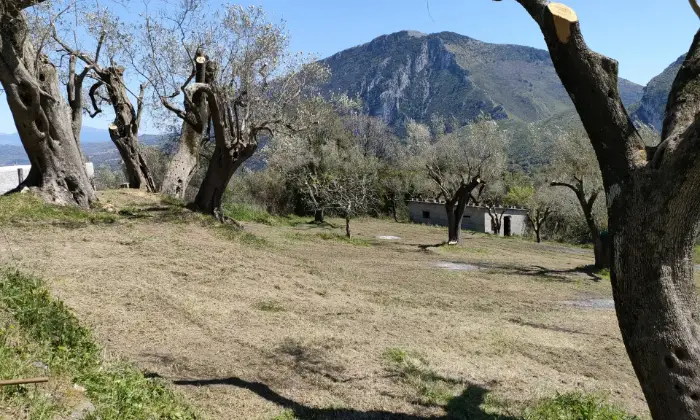 Rexer-Centola-Cilento-ruderi-in-vendita-SALONE