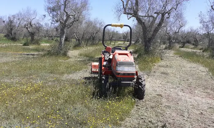 Rexer-Uggiano-la-Chiesa-TERRENO-AGRICOLO-oliveto-di-mq-a-UGGIANO-LA-CHIESA-a-pochi-minuti-da-Otranto-LE-Giardino