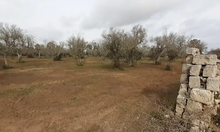 Rexer-Uggiano-la-Chiesa-Otranto-Terreno-oliveto-di-mq-a-minuti-da-Otranto-LE-Giardino