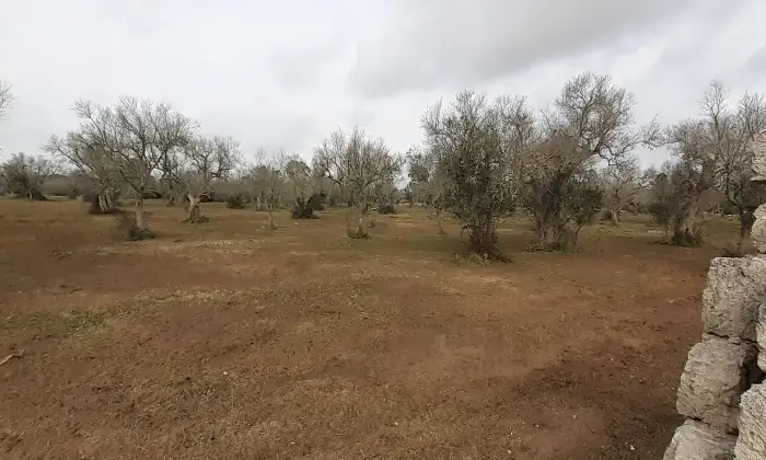 Rexer-Uggiano-la-Chiesa-TERRENO-AGRICOLO-oliveto-di-mq-a-UGGIANO-LA-CHIESA-a-pochi-minuti-da-Otranto-LE-Giardino