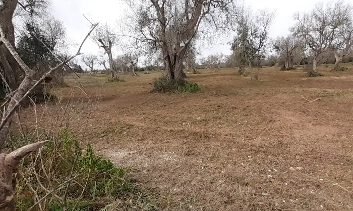 Rexer-Uggiano-la-Chiesa-Otranto-Terreno-oliveto-di-mq-a-minuti-da-Otranto-LE-Giardino