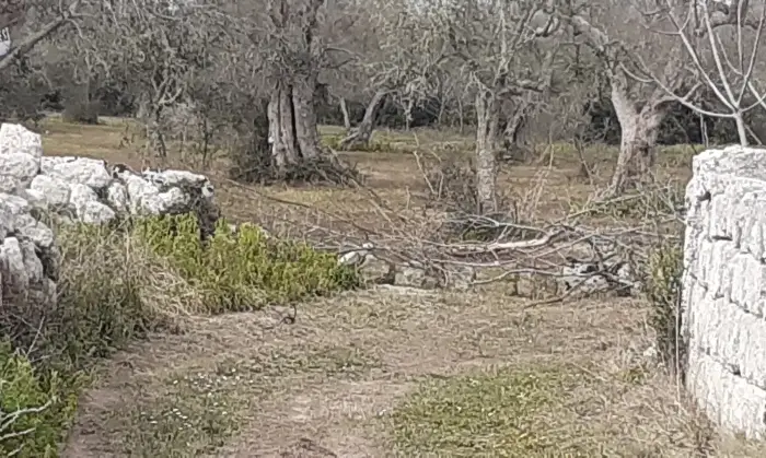 Rexer-Uggiano-la-Chiesa-Otranto-Terreno-oliveto-di-mq-a-minuti-da-Otranto-LE-Giardino