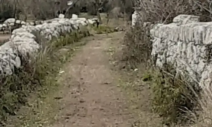 Rexer-Uggiano-la-Chiesa-TERRENO-AGRICOLO-oliveto-di-mq-a-UGGIANO-LA-CHIESA-a-pochi-minuti-da-Otranto-LE-Giardino