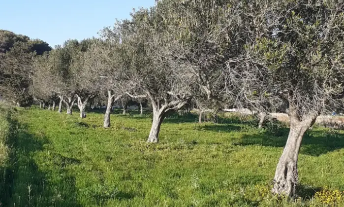 Rexer-Misiliscemi-Uliveto-con-rustico-in-Strada-Solfarello-Trapani-Terrazzo