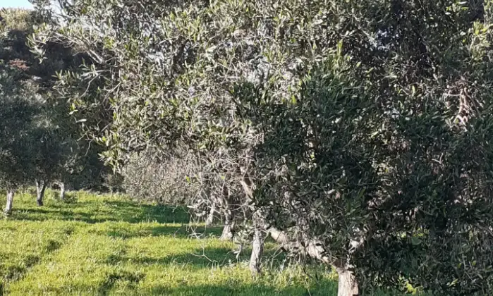 Rexer-Misiliscemi-Uliveto-con-rustico-in-Strada-Solfarello-Trapani-Terrazzo