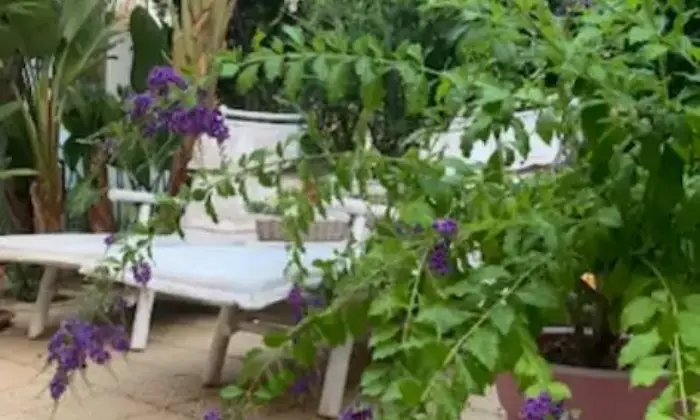 Rexer-Pollina-Residence-con-giardino-Altro