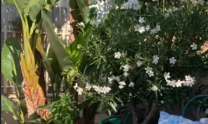 Rexer-Pollina-Residence-con-giardino-Altro