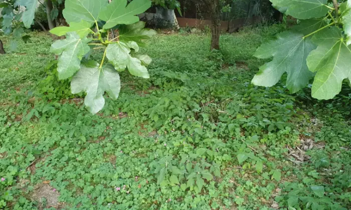 Rexer-Roccaspinalveti-Appartamento-primo-piano-in-vendita-a-Roccaspinalveti-CH-Giardino
