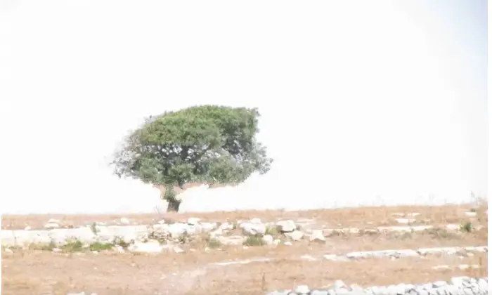 Rexer-Ragusa-Splendida-masseria-tradizionale-in-vendita-a-Ragusa-RG-Terrazzo