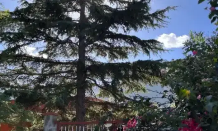 Rexer-Altavilla-Milicia-Villa-in-vendita-in-via-San-Michele-Giardino