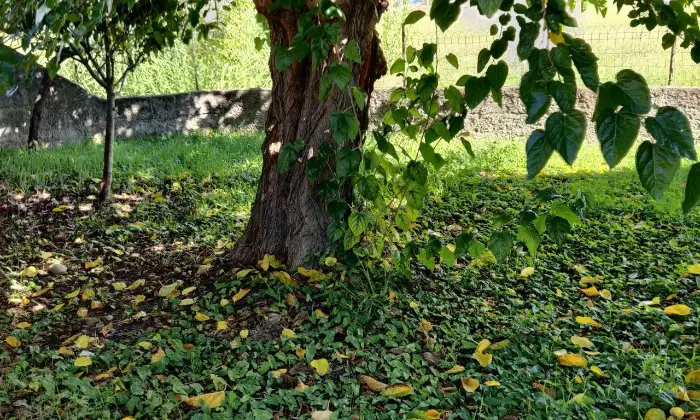 Rexer-Castelnuovo-Cilento-Villa-indipendente-unifamiliare-da-ristrutturare-a-Castelnuovo-Cilento-Giardino