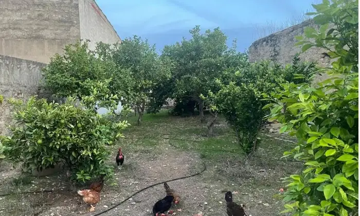 Rexer-Selegas-Casa-campidanese-Giardino