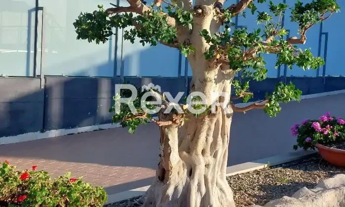 Rexer-Trani-Villa-con-piscina-in-classe-A-vista-mare-Altro