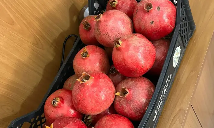 Rexer-Supersano-TERRENO-AGRICOLO-DI-MQ-CON-ALBERI-DI-MELOGRANO-PRODUTTIVI-E-DEPOSITO-AGRICOLO-DI-MQ-Altro