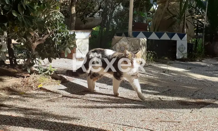 Rexer-Alghero-Propriet-rustica-in-vendita-in-Regione-Montanelli-Alghero-Altro