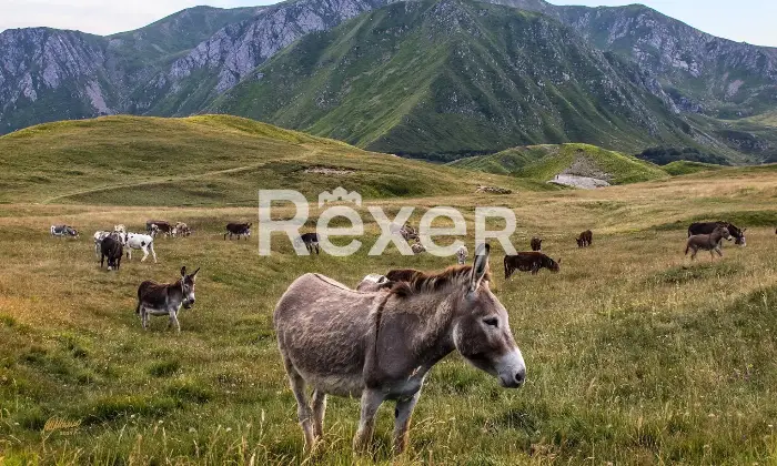 Rexer-Giarola-LEccellenza-dellOspitalit-Autentica-nellAppennino-Reggiano-Altro