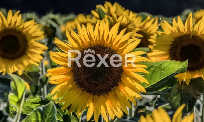Rexer-Giarola-LEccellenza-dellOspitalit-Autentica-nellAppennino-Reggiano-Altro