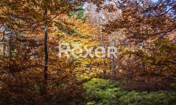 Rexer-Giarola-LEccellenza-dellOspitalit-Autentica-nellAppennino-Reggiano-Altro