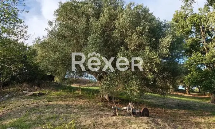 Rexer-Buonalbergo-Masseria-in-vendita-in-Contrada-Monte-Maruzzo-a-Buonalbergo-Altro