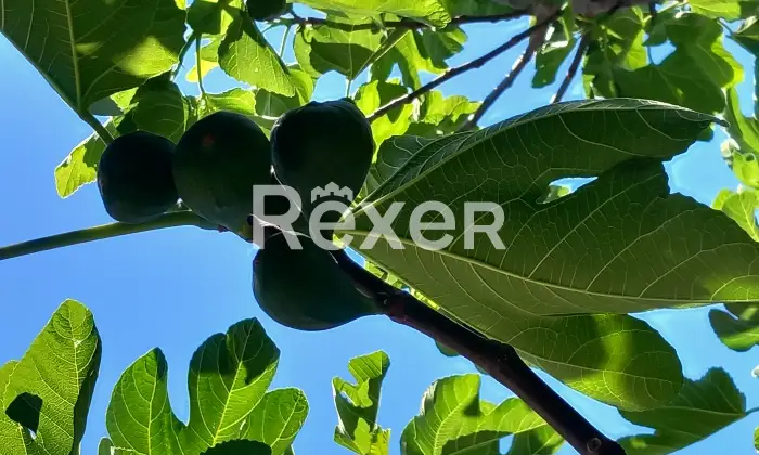 Rexer-PresicceAcquarica-Fabbricato-indipendente-allo-stato-rustico-Altro