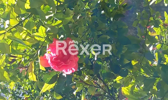Rexer-PresicceAcquarica-Fabbricato-indipendente-allo-stato-rustico-Altro