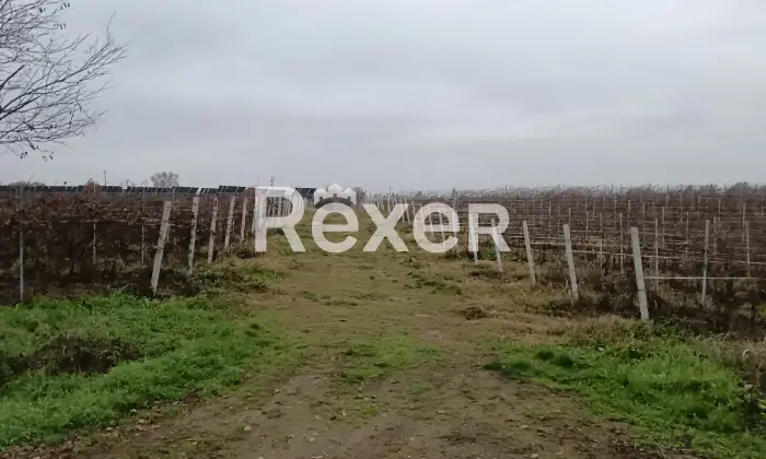 Rexer-Castelnuovo-Bormida-Cascina-in-vendita-in-Via-Roma-a-Castelnuovo-Bormida-Altro