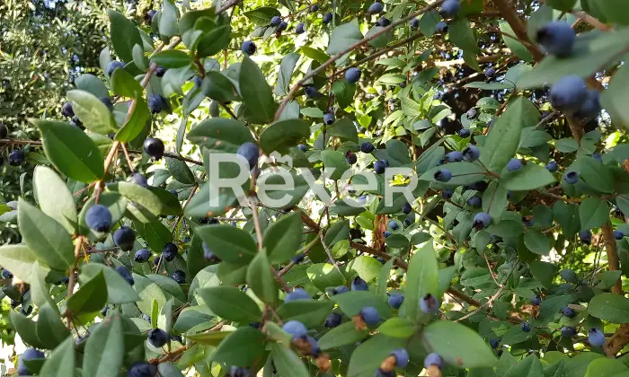 Rexer-Quartu-SantElena-E-S-S-E-N-Z-A-CASA-e-giardino-Dettagli