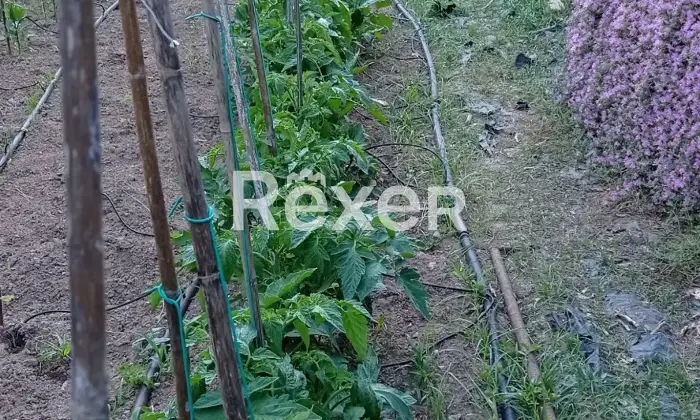 Rexer-Quartu-SantElena-E-S-S-E-N-Z-A-CASA-e-giardino-Coltivazione