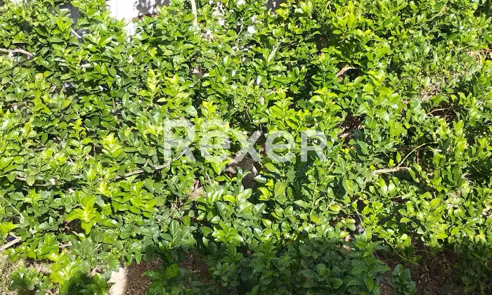 Rexer-Sorradile-Casa-indipendente-con-vista-spettacolare-sul-Lago-Omodeo-Sorradile-Altro