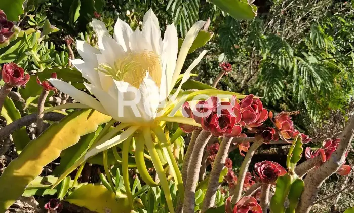 Rexer-Masainas-Intero-edificio-in-vendita-in-Via-Tirso-a-Masainas-Altro