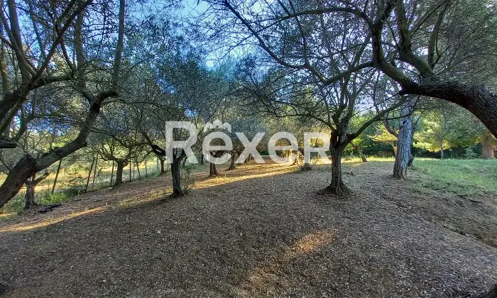 Rexer-Elice-Casa-indipendente-mq-con-ettaro-di-terreno-e-uliveto-Elice-Strada-Lungofino-Altro