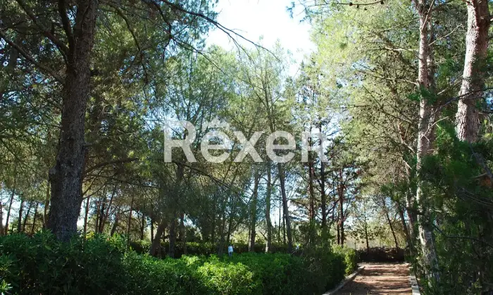 Rexer-uggiano-montefusco-Manduria-Prestigiosa-Villa-con-Uliveto-a-Minuti-dal-Mare-del-Salento-Altro