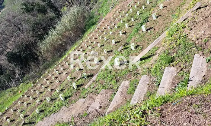 Rexer-Massa-Vendesi-villa-con-giardino-e-vigneto-Via-Grottini-Massa-MS-Altro