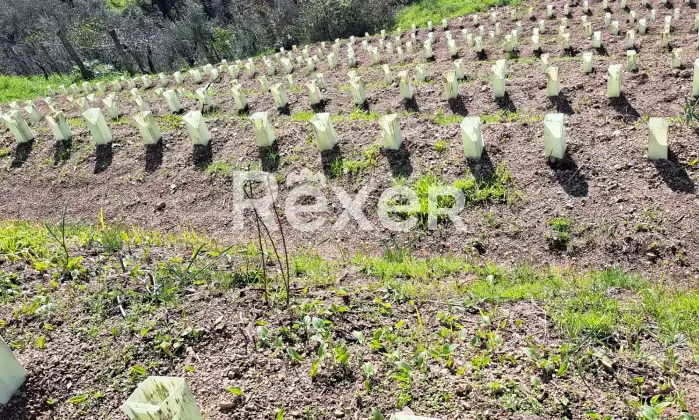 Rexer-Massa-Vendesi-villa-con-giardino-e-vigneto-Via-Grottini-Massa-MS-Altro