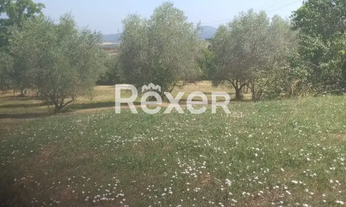 Rexer-Pienza-Terreno-agricolo-con-uliveto-in-vendita-a-San-Gregorio-di-Pienza-Altro