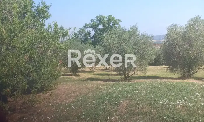 Rexer-Pienza-Terreno-agricolo-con-uliveto-in-vendita-a-San-Gregorio-di-Pienza-Altro
