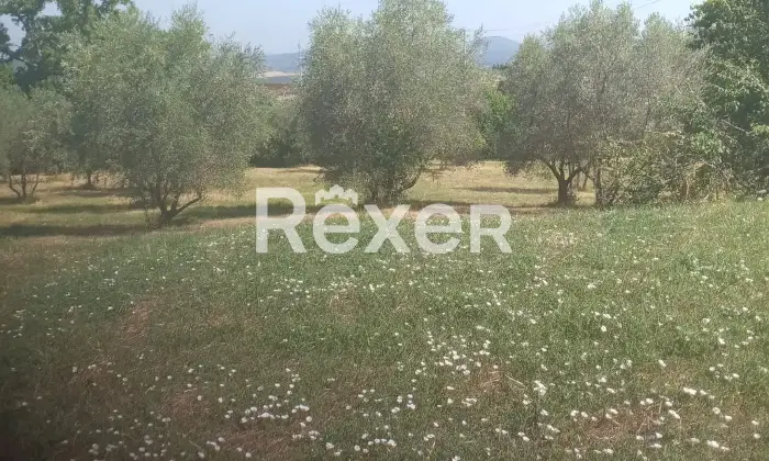 Rexer-Pienza-Terreno-agricolo-con-uliveto-in-vendita-a-San-Gregorio-di-Pienza-Altro