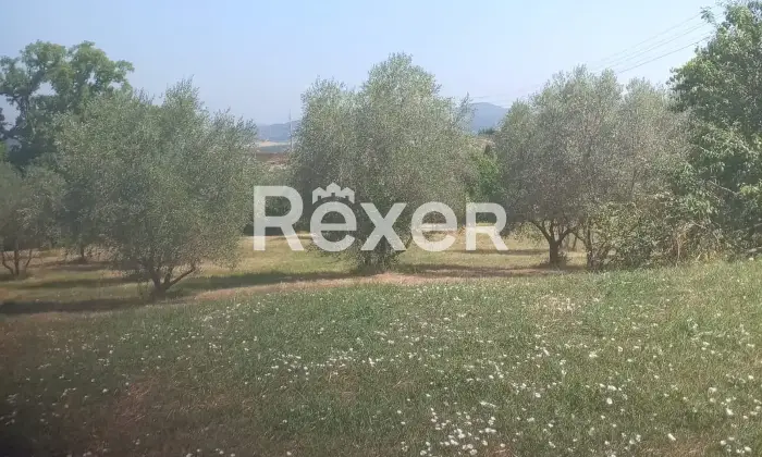 Rexer-Pienza-Terreno-agricolo-con-uliveto-in-vendita-a-San-Gregorio-di-Pienza-Altro