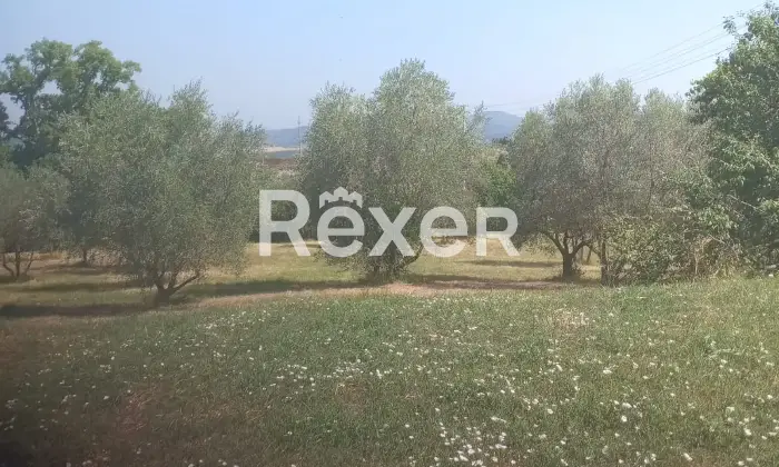 Rexer-Pienza-Terreno-agricolo-con-uliveto-in-vendita-a-San-Gregorio-di-Pienza-Altro
