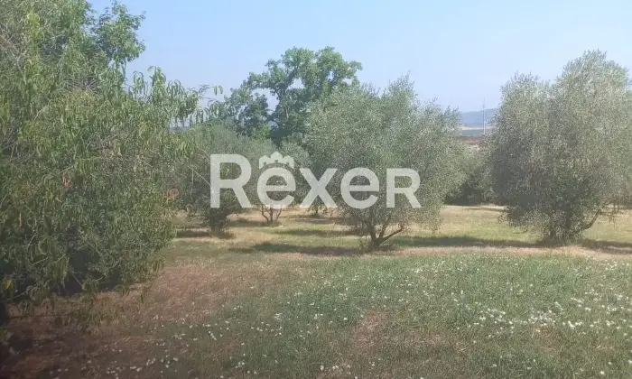 Rexer-Pienza-Terreno-agricolo-con-uliveto-in-vendita-a-San-Gregorio-di-Pienza-Altro