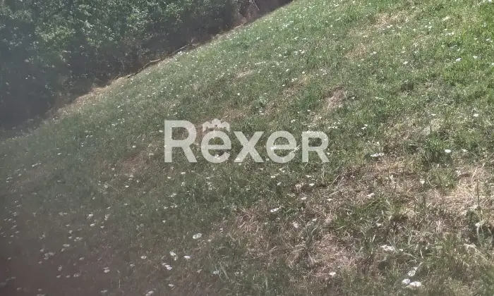 Rexer-Pienza-Terreno-agricolo-con-uliveto-in-vendita-a-San-Gregorio-di-Pienza-Altro