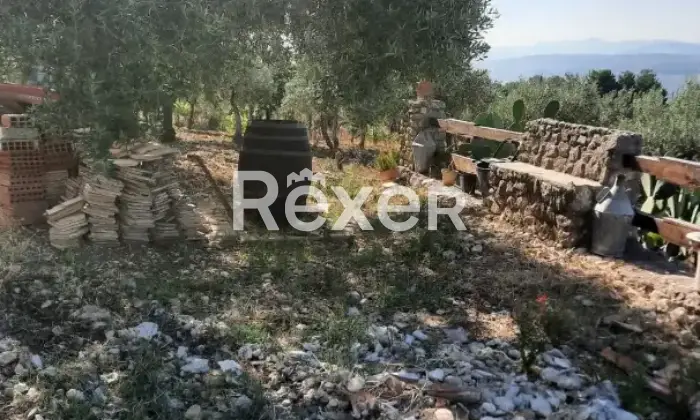 Rexer-Caltabellotta-Villa-rustica-con-uliveto-e-terreno-a-Caltabellotta-AG-Altro