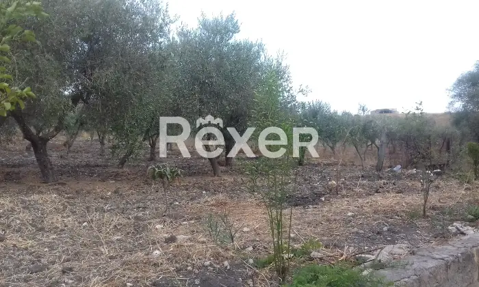 Rexer-Naro-Vendesi-propriet-rustica-con-uliveto-e-terreno-Strada-Statale-Naro-AG-Altro