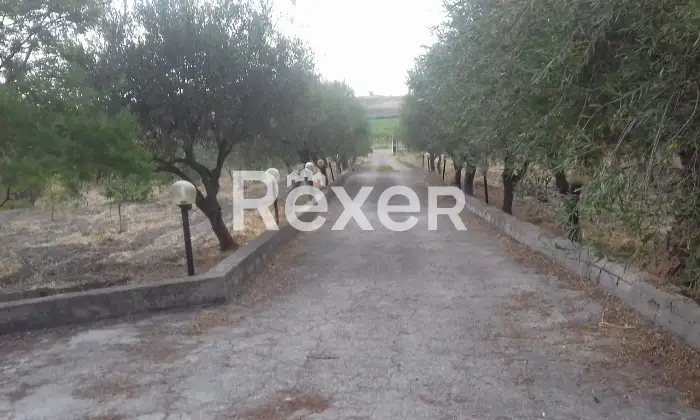 Rexer-Naro-Vendesi-propriet-rustica-con-uliveto-e-terreno-Strada-Statale-Naro-AG-Altro
