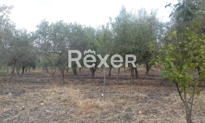 Rexer-Naro-Vendesi-propriet-rustica-con-uliveto-e-terreno-Strada-Statale-Naro-AG-Altro