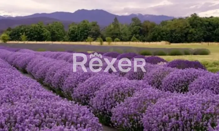 Rexer-Santa-Luce-Appartamento-indipendente-su-due-livelli-in-vendita-in-Via-del-Commercio-a-Santa-Luce-Altro