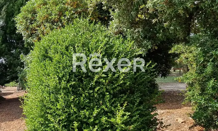 Rexer-Magliano-in-Toscana-Bifamiliare-del-con-ingressi-separati-Giardino