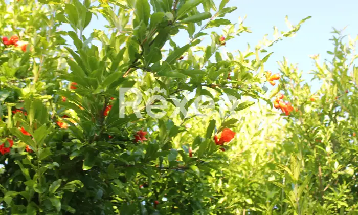 Rexer-Magliano-in-Toscana-Bifamiliare-del-con-ingressi-separati-Giardino